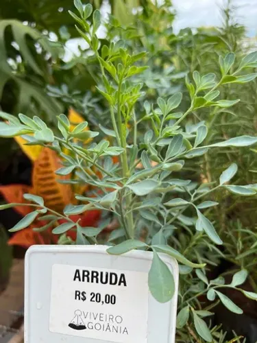 Muda de Arruda