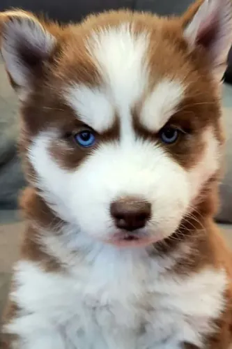 Filhotes Husky Siberiano cores exóticos