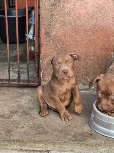 Machinho disponível 