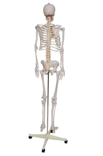 Esqueleto Humano Padrão 