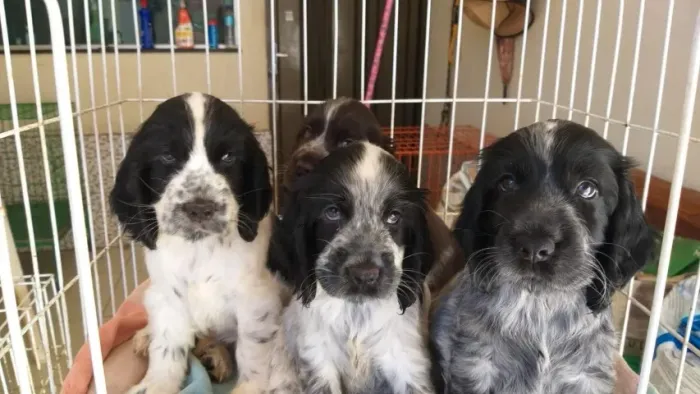 Cocker Spaniel ingles extremamentes sociaveis 