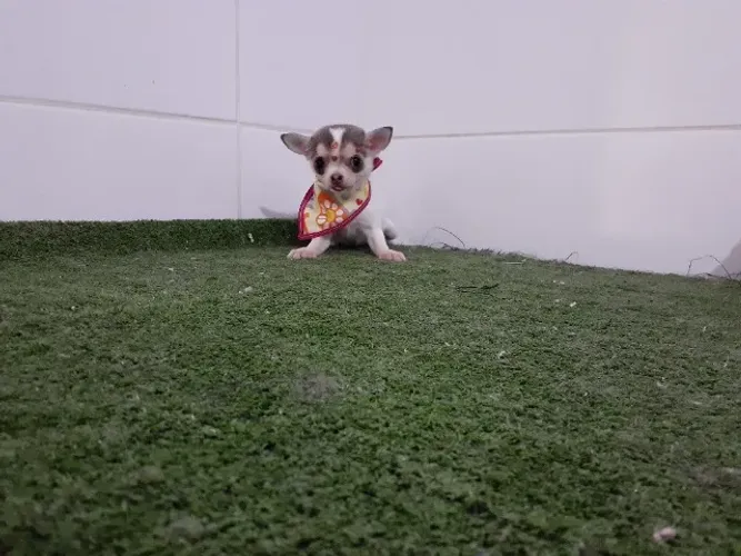 Chihuahua mini =]