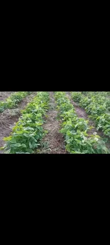 Feijão verde orgânico