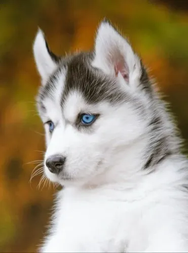  Husky Siberiano - Olhos azuis 