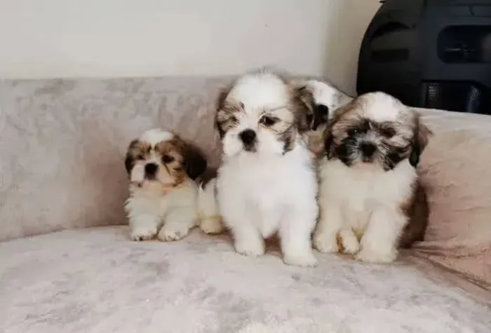 Filhote de Shih Tzu: Uma fofura sem igual