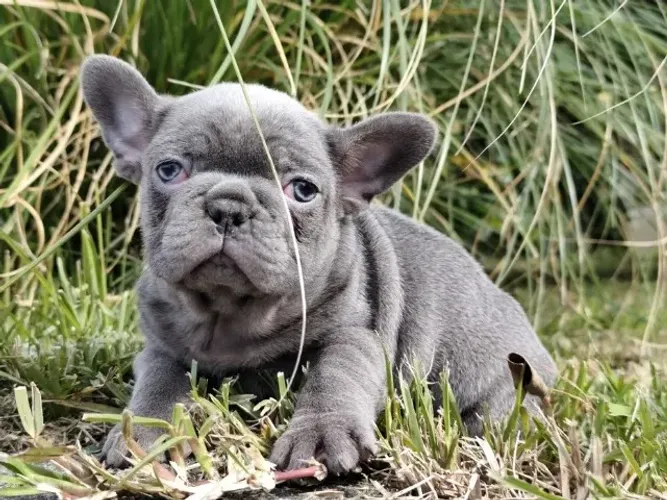 Bulldog frances porte pequenos