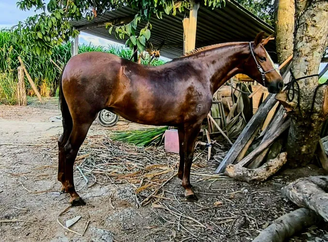 Égua mangalarga marchador registrada ( égua segue prenha confirmado )