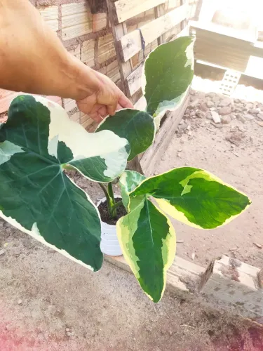 Alocasia 