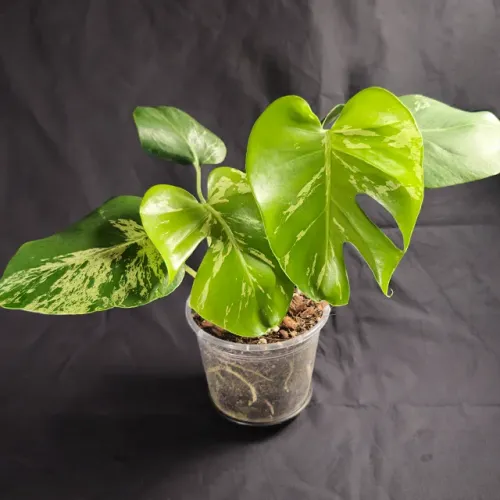 Monstera Bulbasaur - Planta Rara de Coleção - Costela de Adão Variegata