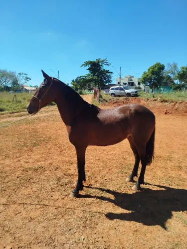 Vendo cavalo castrado!
