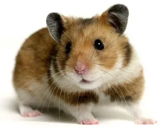 hamster sirio e sirio angora