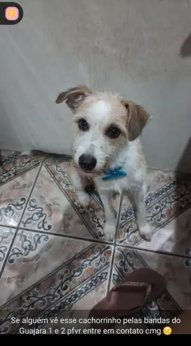 Adoção temporária - Procuro lar temporário para meu cachorro