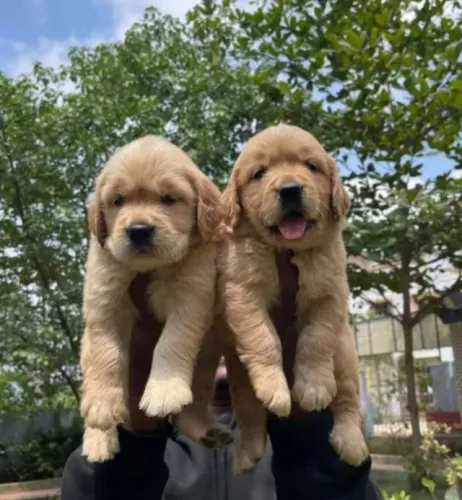Filhotes de Golden Retriever | Carinho que abraça sua rotina.