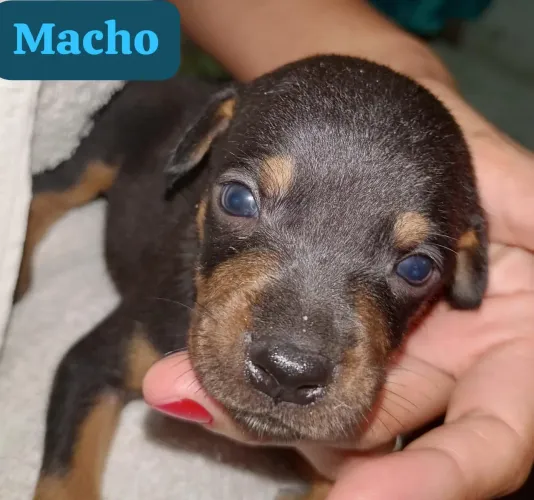 Doação de cachorros