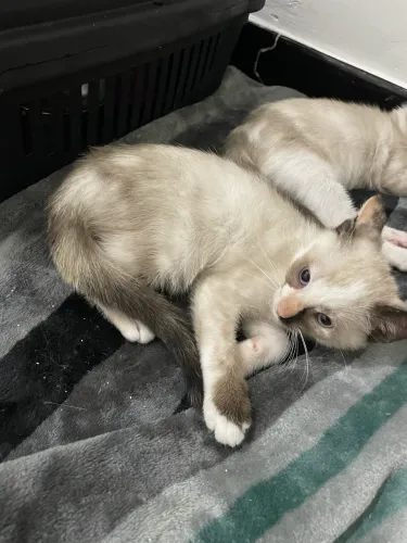 Gatinhos para adoção