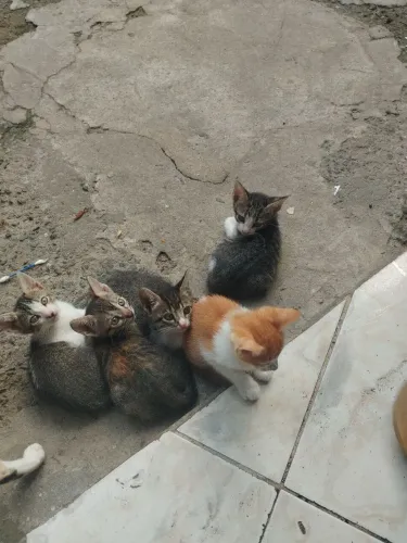 Gatos pra doação 