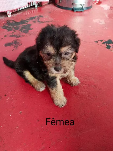 Vendo Cachorro da Raça Poodle