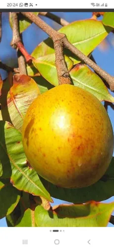 MUDAS DE MANGABA