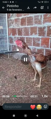 Índio gigante