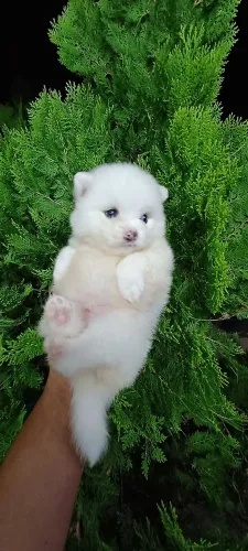 Femeazinha de lulu da pomerania anao , conhecidos como ursinhas .