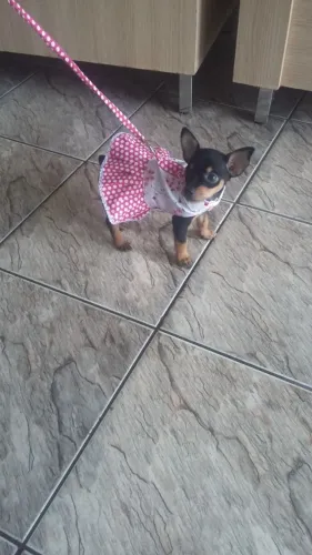 Pinscher/Pincher Cachorro de Porte Micro Macho e Fêmea com Garantias SP