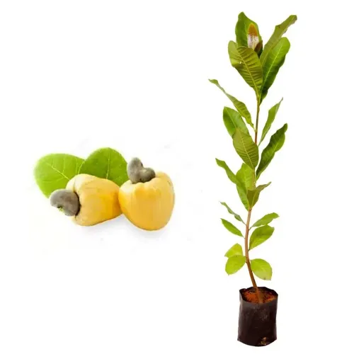 Mudas Frutíferas: Cajú Anão Precoce