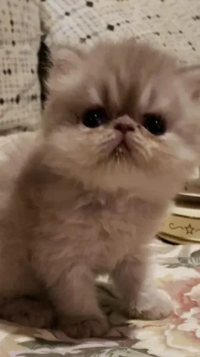 Persas Cores diferentes 