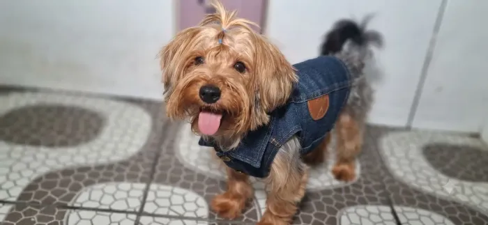 Yorkshire Terrier Macho