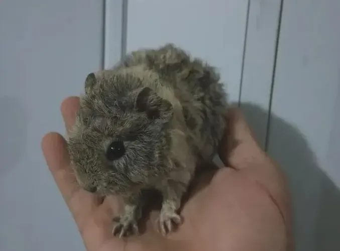 Porquinho da Índia abissínio 