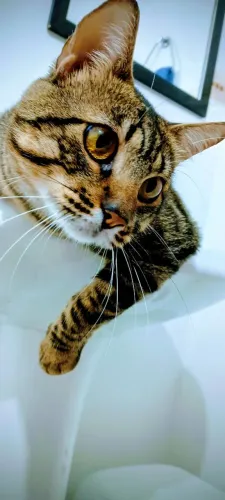 Gatinho para adoção