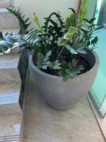Vaso de planta grande