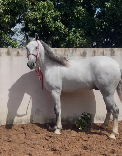 Cavalo manga larga 