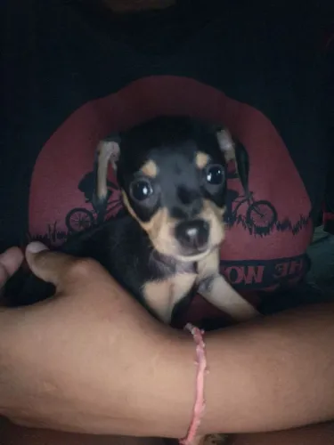 Pérola 2 meses (Pincher N°1) LEIAM A DESCRIÇÃO!