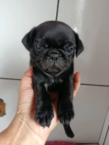 Filhote pug, A felicidade em quatro patas está aqui!