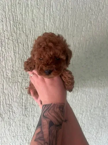 Poodle Toy Mini Filhote - Inteligente e Hipoalergênico