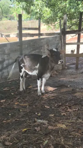 VENDO MINO VACA ANÃ