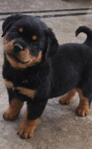 Seu Novo Companheiro Filhote de Rottweiler