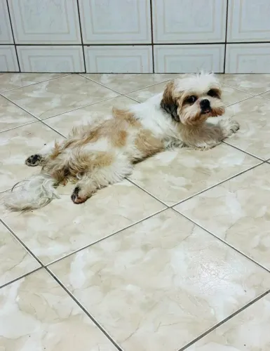 Cachorro