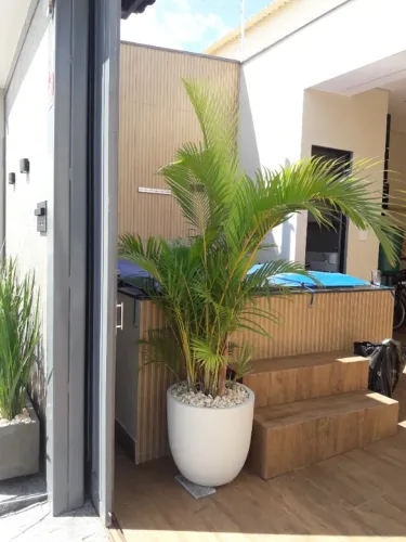 Vasos e plantas