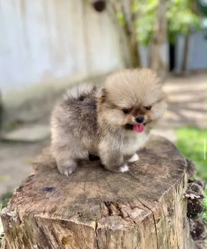 Spitz alemão anão /Entre em contato seu filhote está aqui 