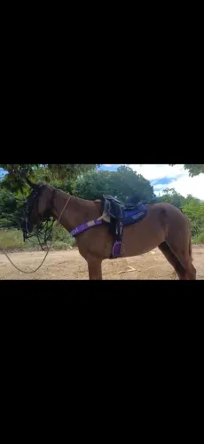 Sela pra cavalo