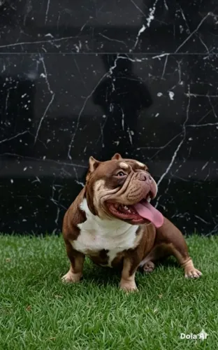Fêmea de Américan Bully 2 anos