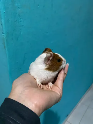 Porquinho da índia filhote