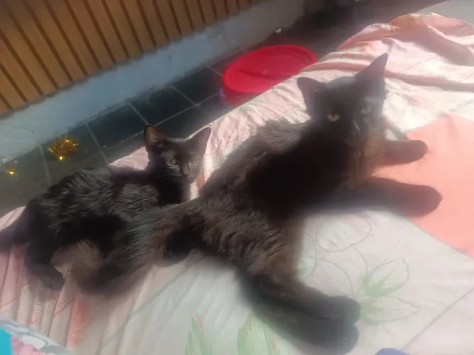 Doação de de gatinhas 