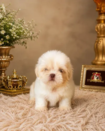 Shih tzu Branco areia (macho)