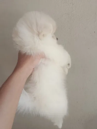 Lulu da Pomerânia Femea