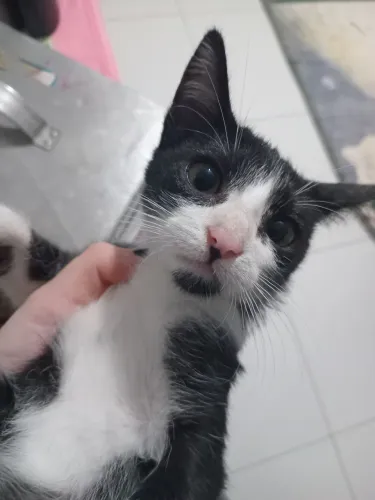 Gatinha filhote de 6 meses! Ganha mais coisa