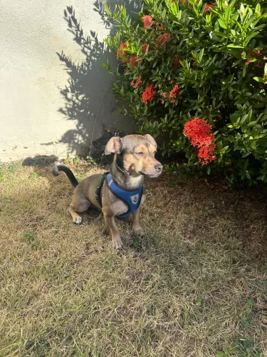 DOAÇÃO CACHORRO MACHO PORTE PEQUENO