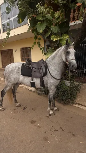 Cavalo Registrado Mangalarga Marchador