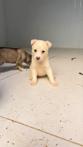 Cachorro 